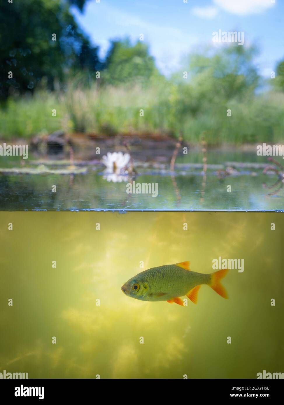 Fish in a pond under water with wter surface und environment Stock Photo