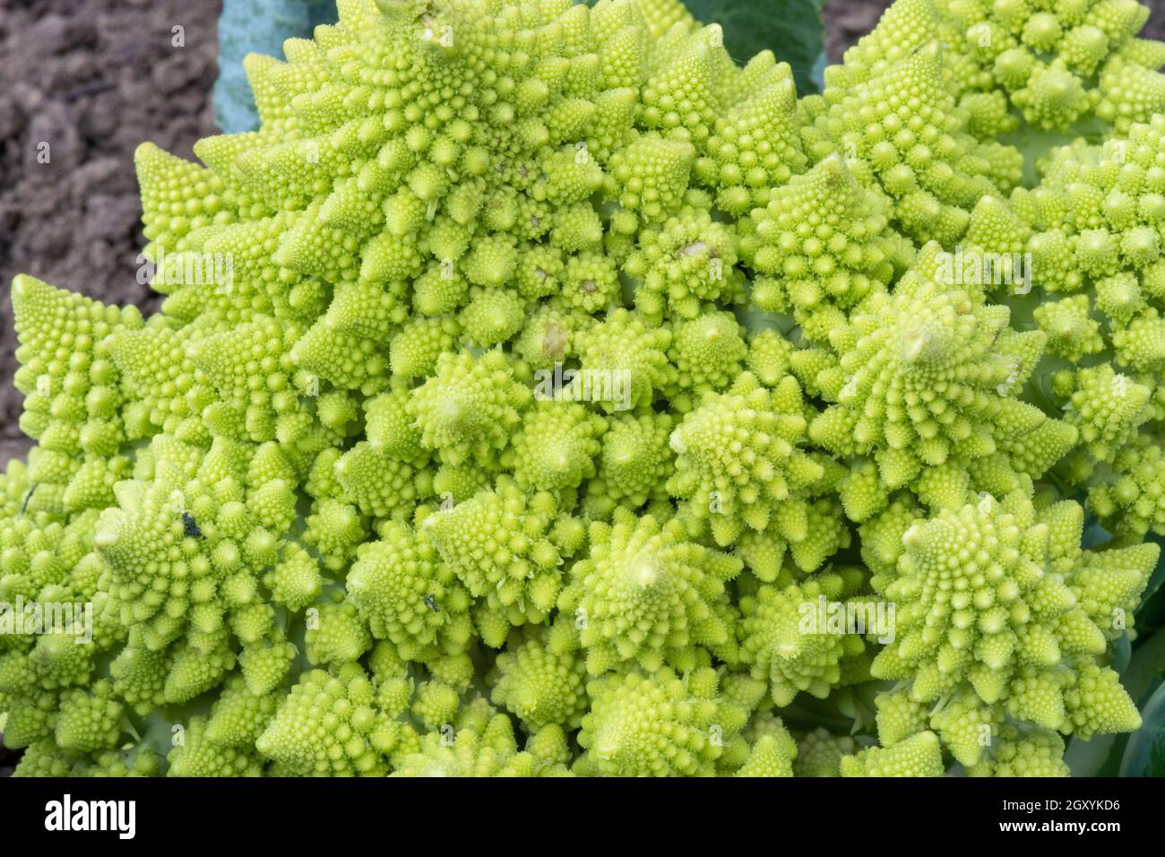 Bright green Broccoli Romanesco close up Stock Photo