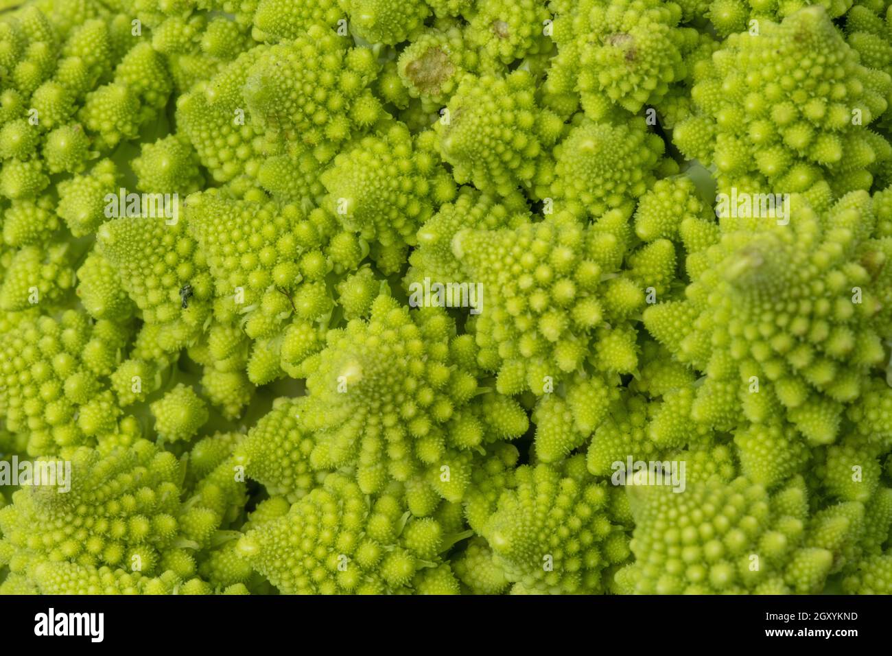Bright green Broccoli Romanesco close up Stock Photo