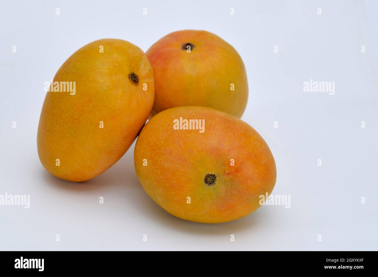 Three Indian Alphonso mangoes (mangifera indica) on a white background