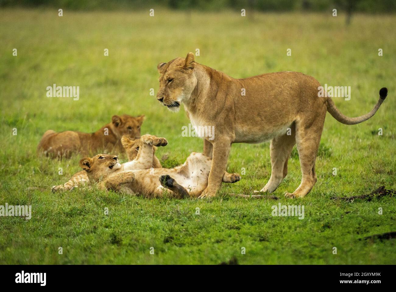 Lion cub lies on back by mother Stock Photo
