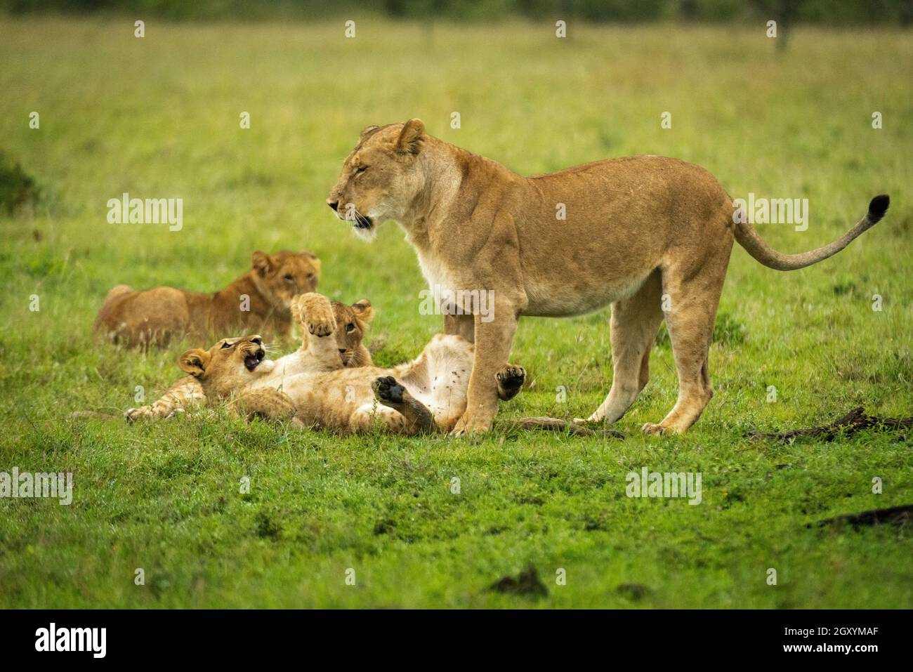 Lion cub lies on back near mother Stock Photo
