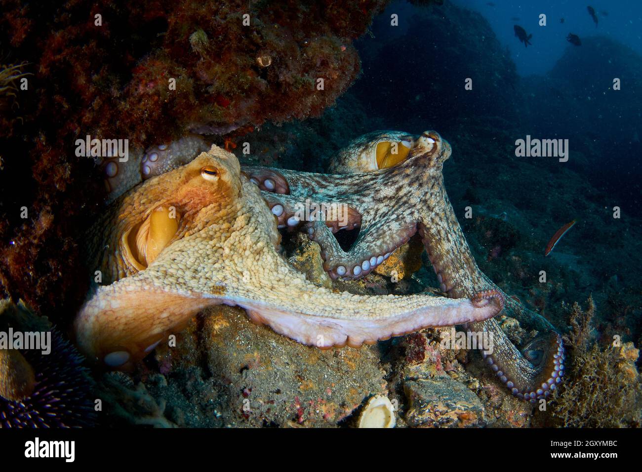 Octopus vulgaris mating hires stock photography and images Alamy