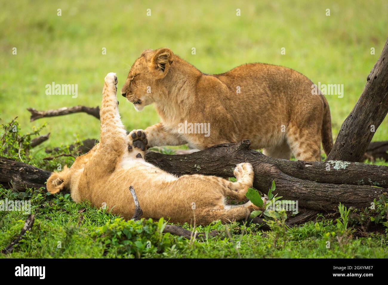 Lion cub lies on back pawing another Stock Photo