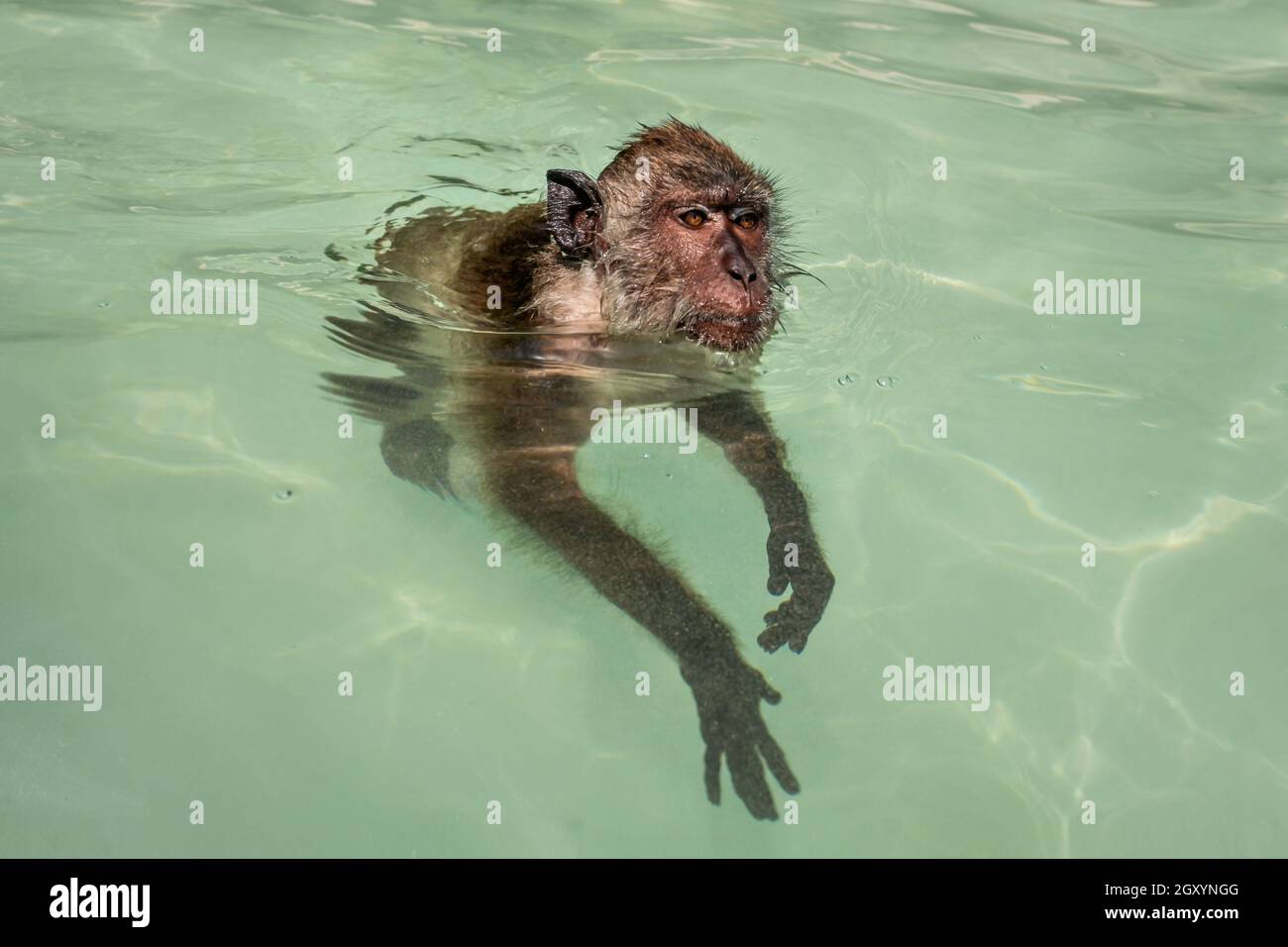 Crabeating macaque monkey (Macaca fascicularis) swimming in sea water