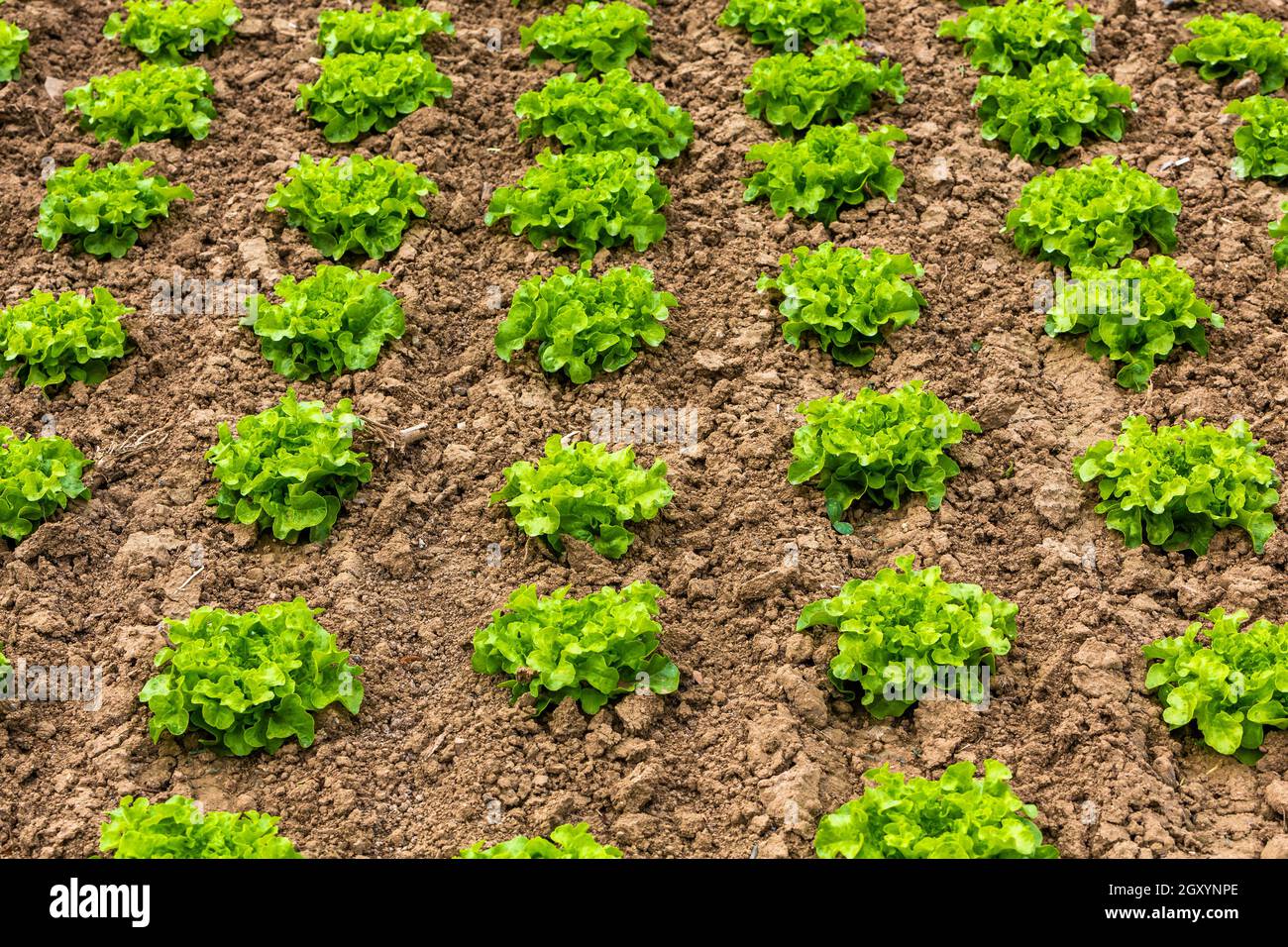 different plants growing in rows on the Photo -