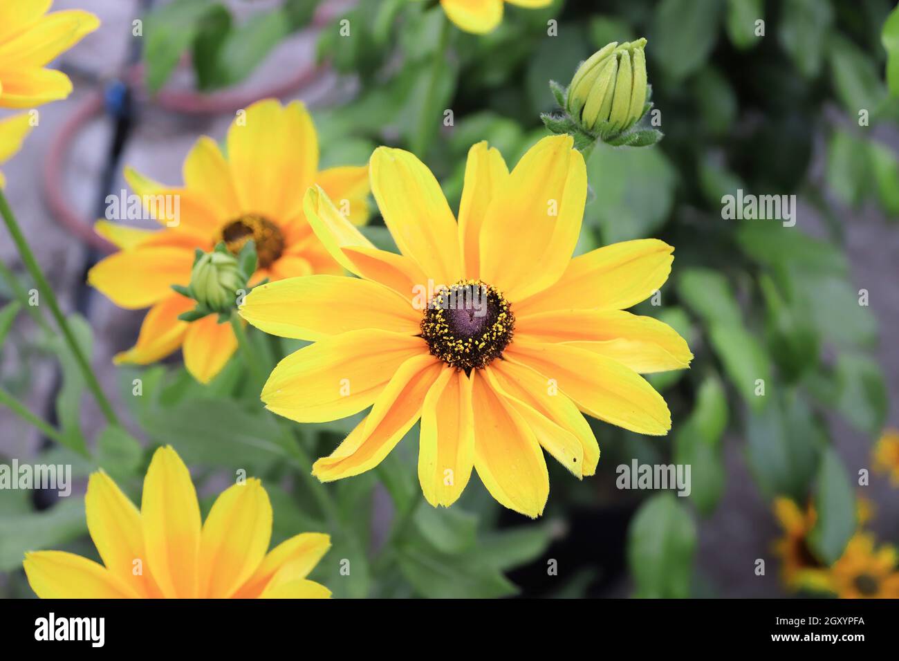 Vibrant clusters yellow flowers hi-res stock photography and images - Alamy
