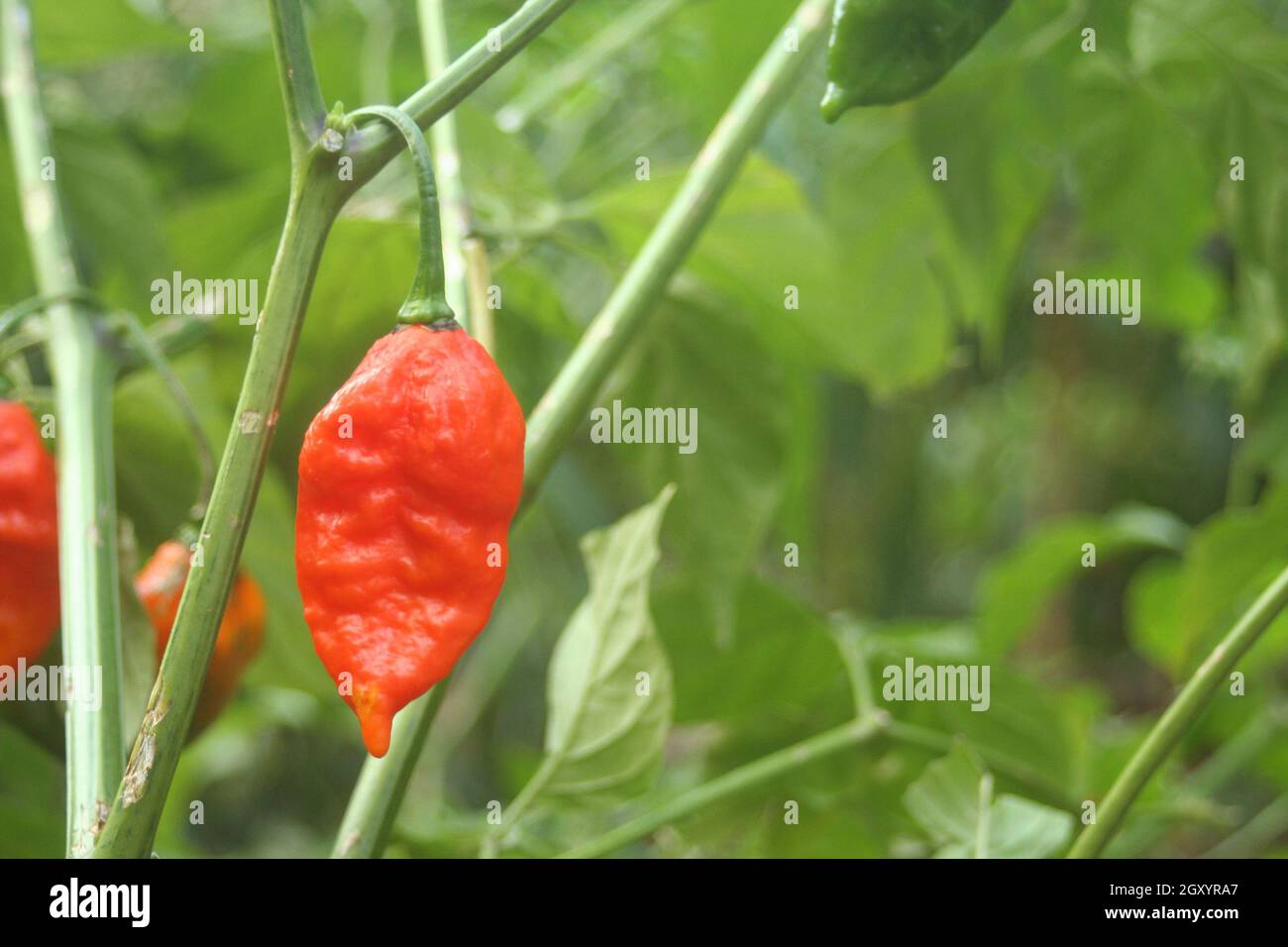Bhut Jolokia or Ghost Chili ripening on plant in Garden Stock Photo