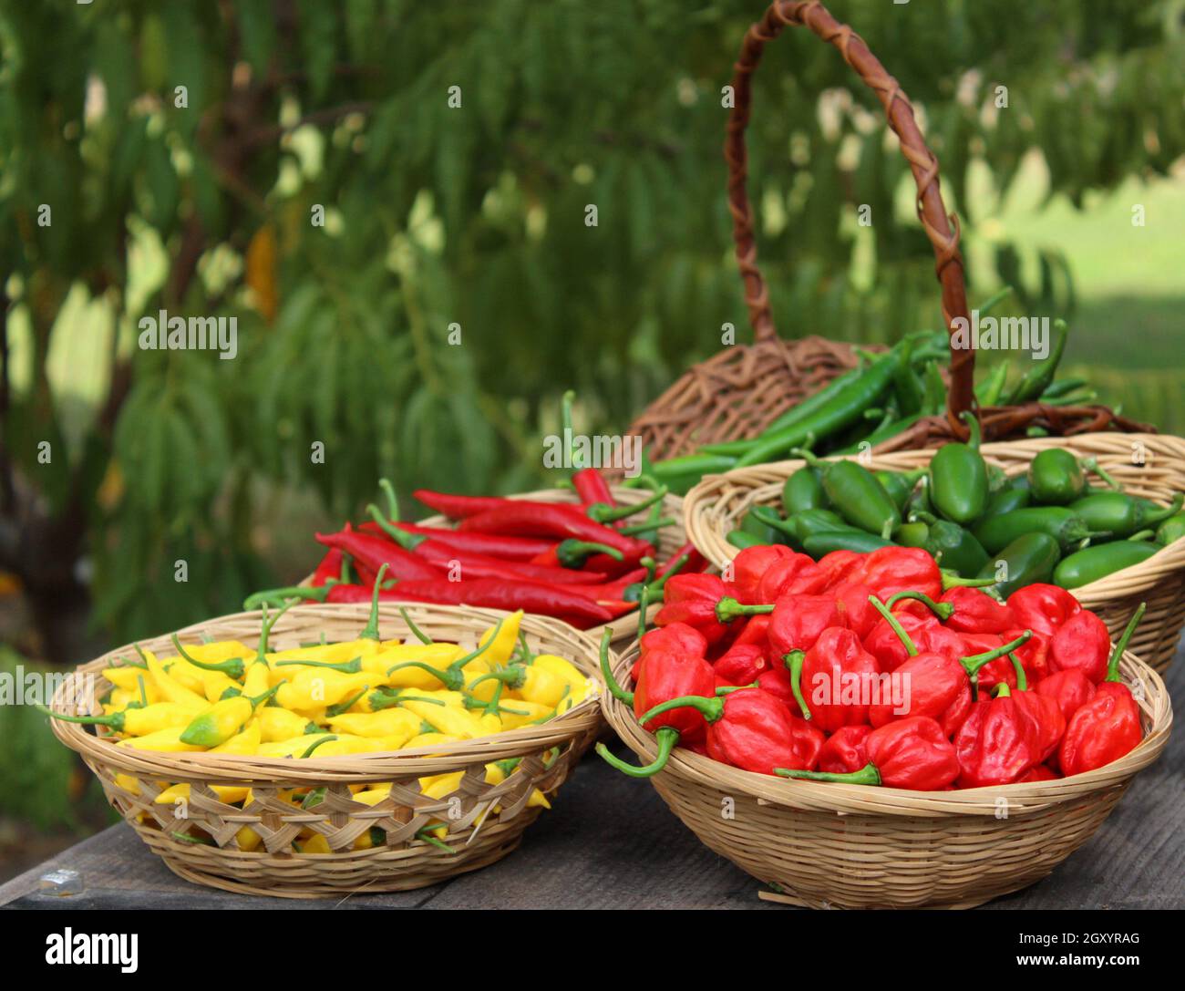 Habanero Peppers, Jalapeno Peppers and Aji Limon peppers in basket at Farmers Market Stock Photo