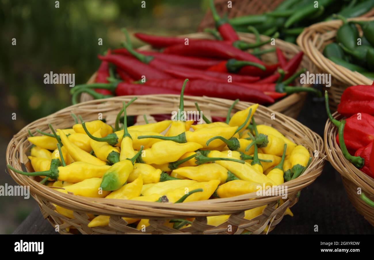 Lemon Drop Pepper from Peru Aji Limo Capsicum frutescens L in basket with red cayenne Stock