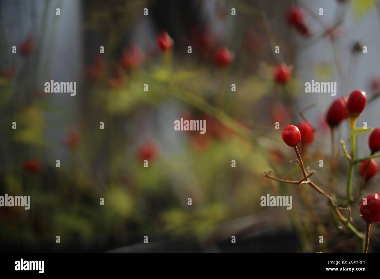 Texas Native Pepper Chiltepin Pepper Capsicum annuum var. glabriusculum ...