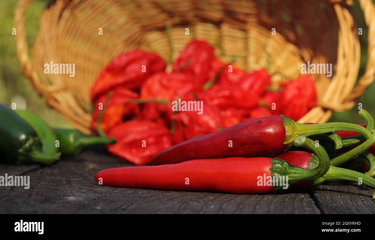 Jalapeno and Cayenne Peppers at local rural farmers market Stock Photo ...