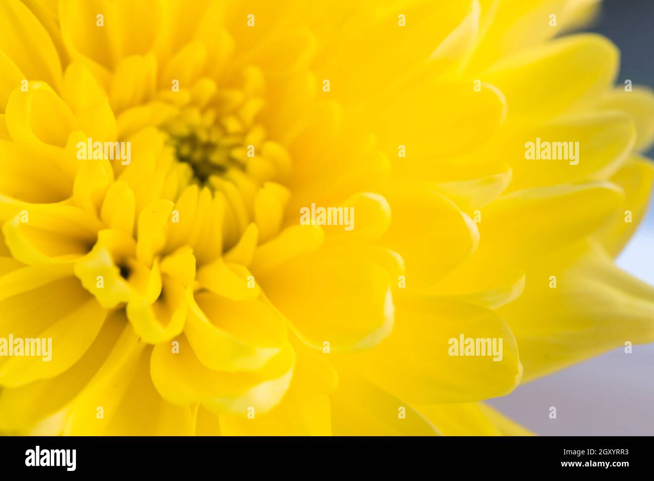 Blurred flower background with amazing yellow chrysanthemums Stock Photo