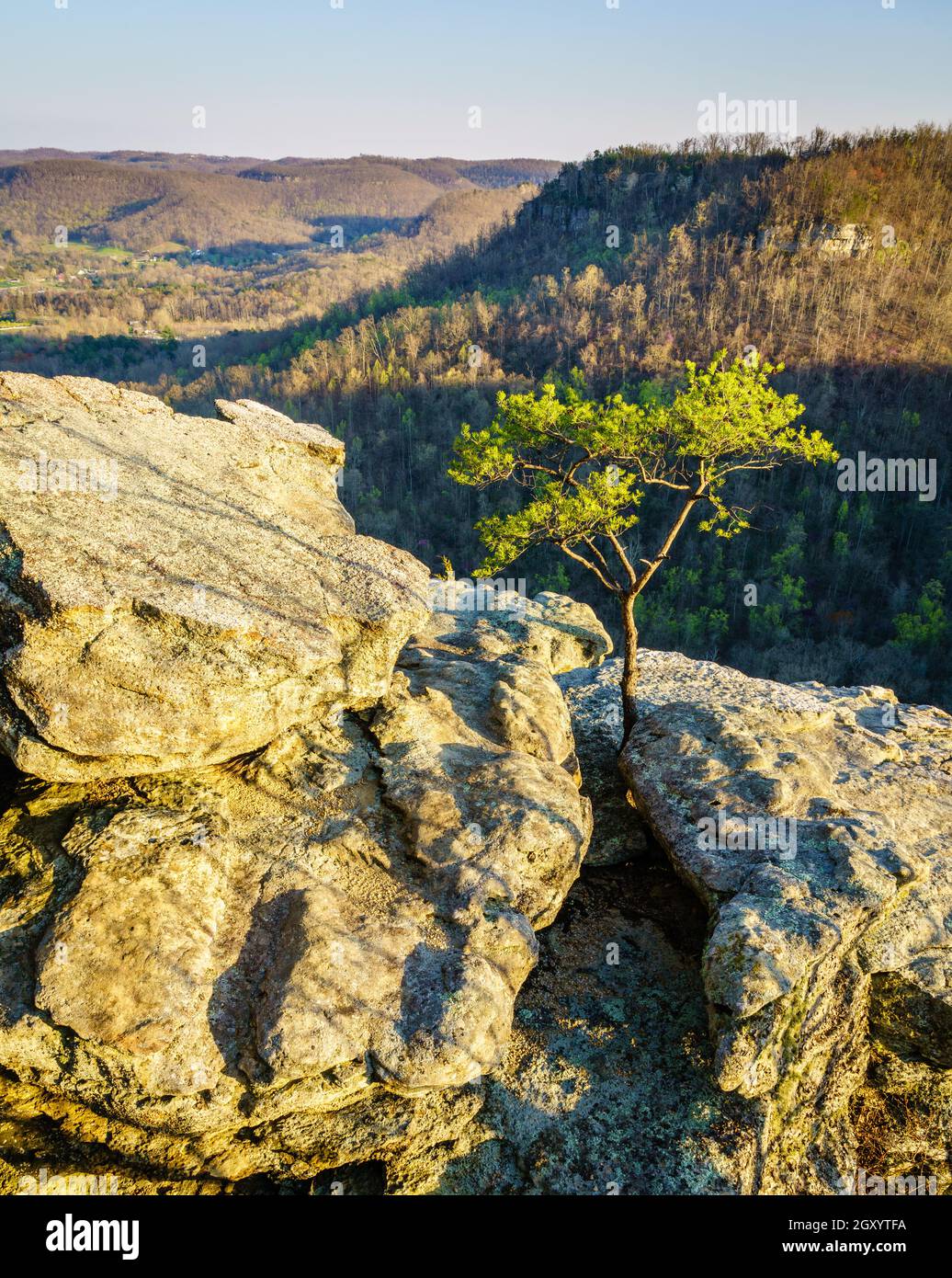 Lone tree growing on the rocks at the Eagle Nest view point at the