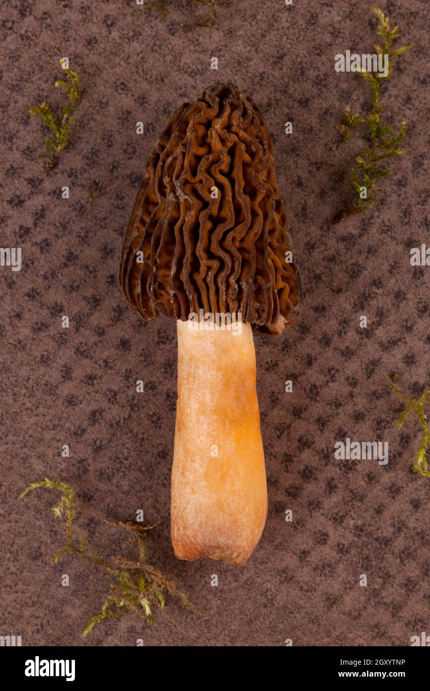 Early morel mushroom. Edible culinary fungus. Stock Photo
