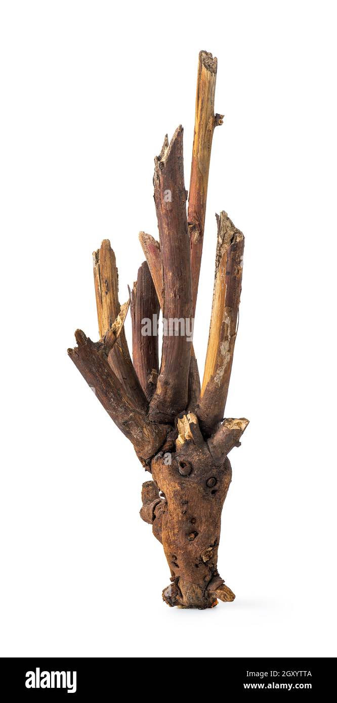 Old dry snag isolated on a white background Stock Photo