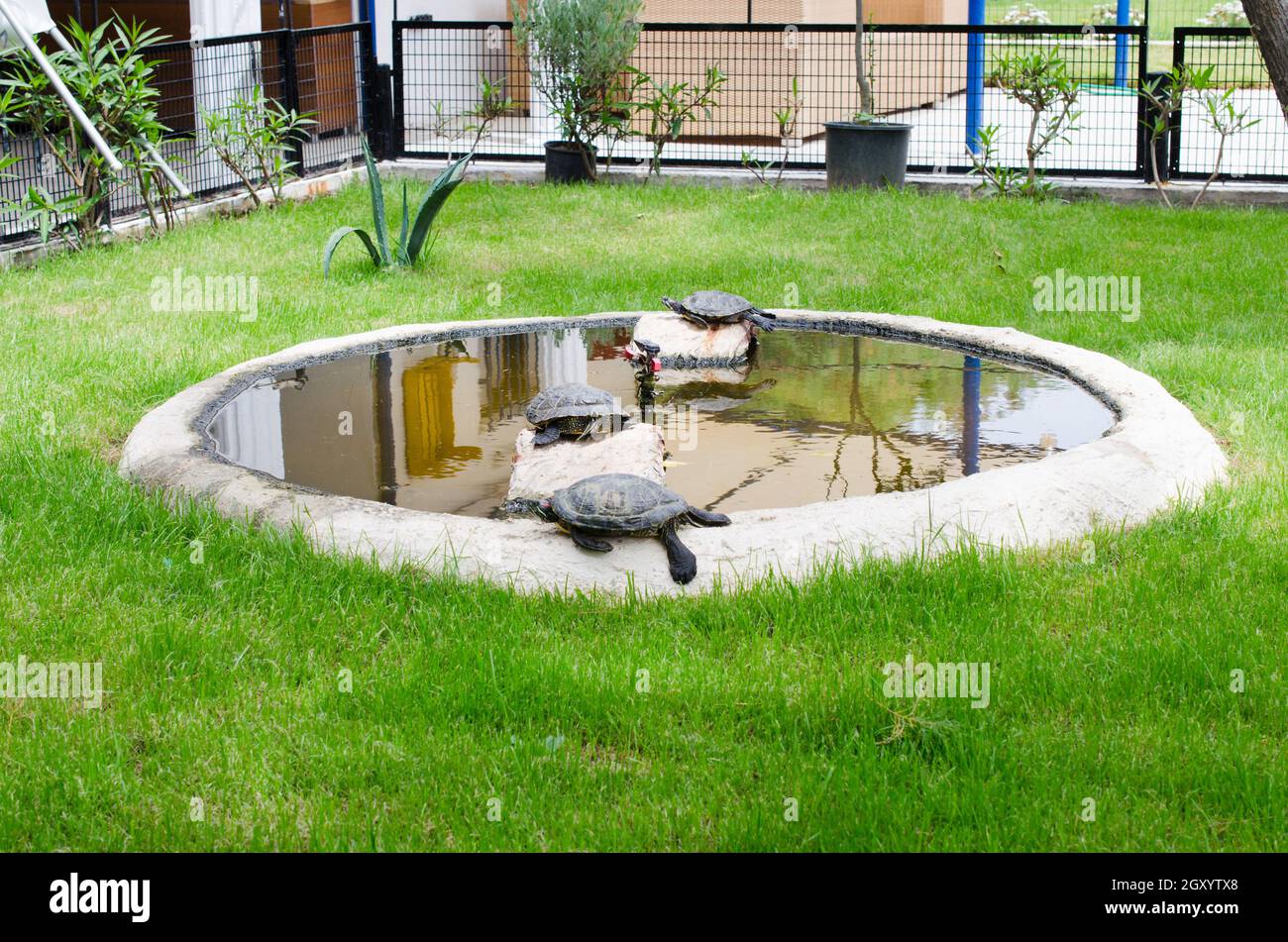 Turtles in a small decorative pond, among green lawn grass. Turtles are