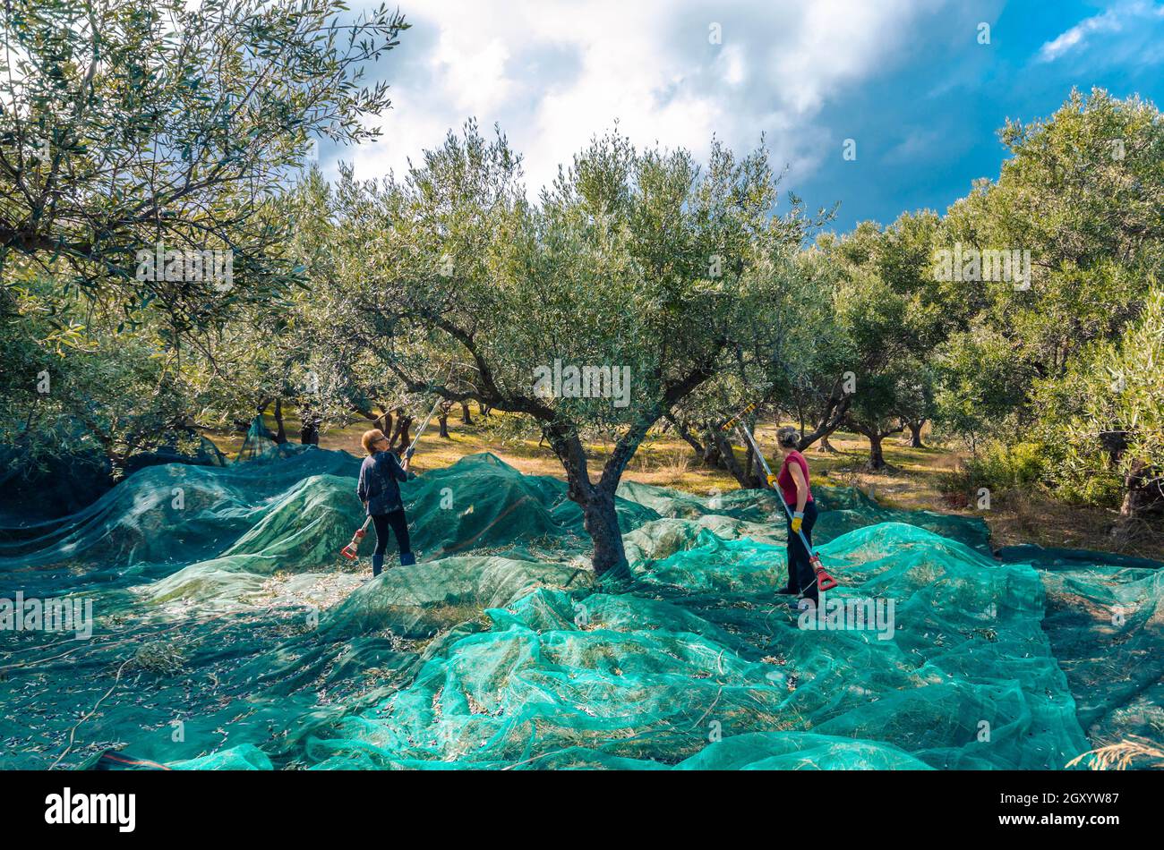 Crete Greece, Fresh olives harvesting from women agriculturalists in an olive field in Crete. Stock Photo