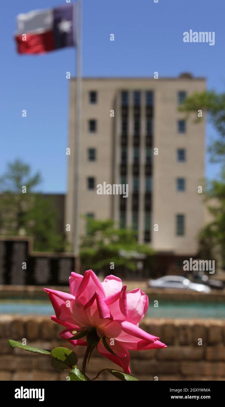 Pink Roses With Smith County Courthouse in Downtown Tyler, TX in