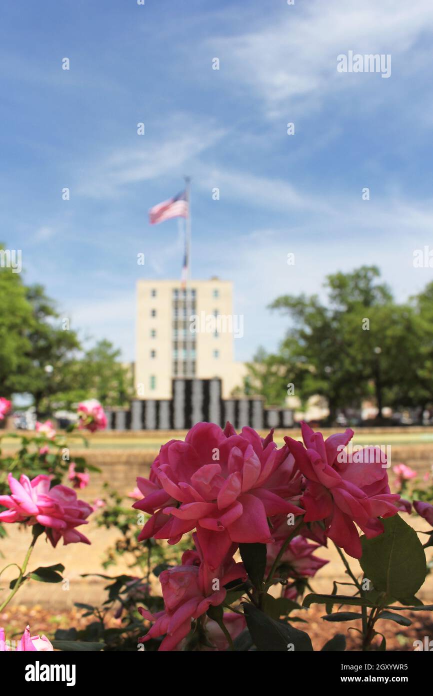 Pink Roses With Smith County Courthouse in Downtown Tyler, TX in