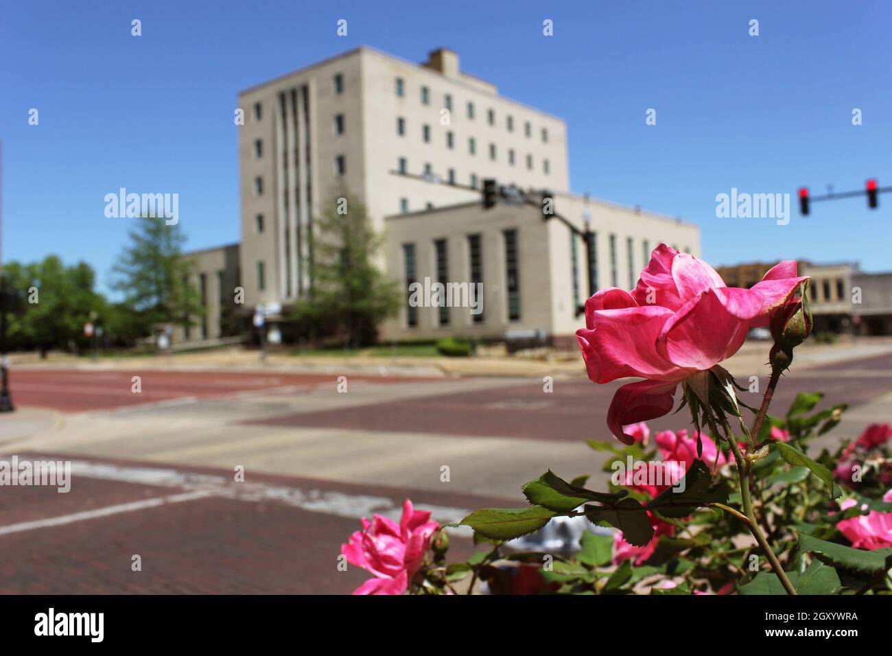 Pink Roses With Smith County Courthouse in Downtown Tyler, TX in