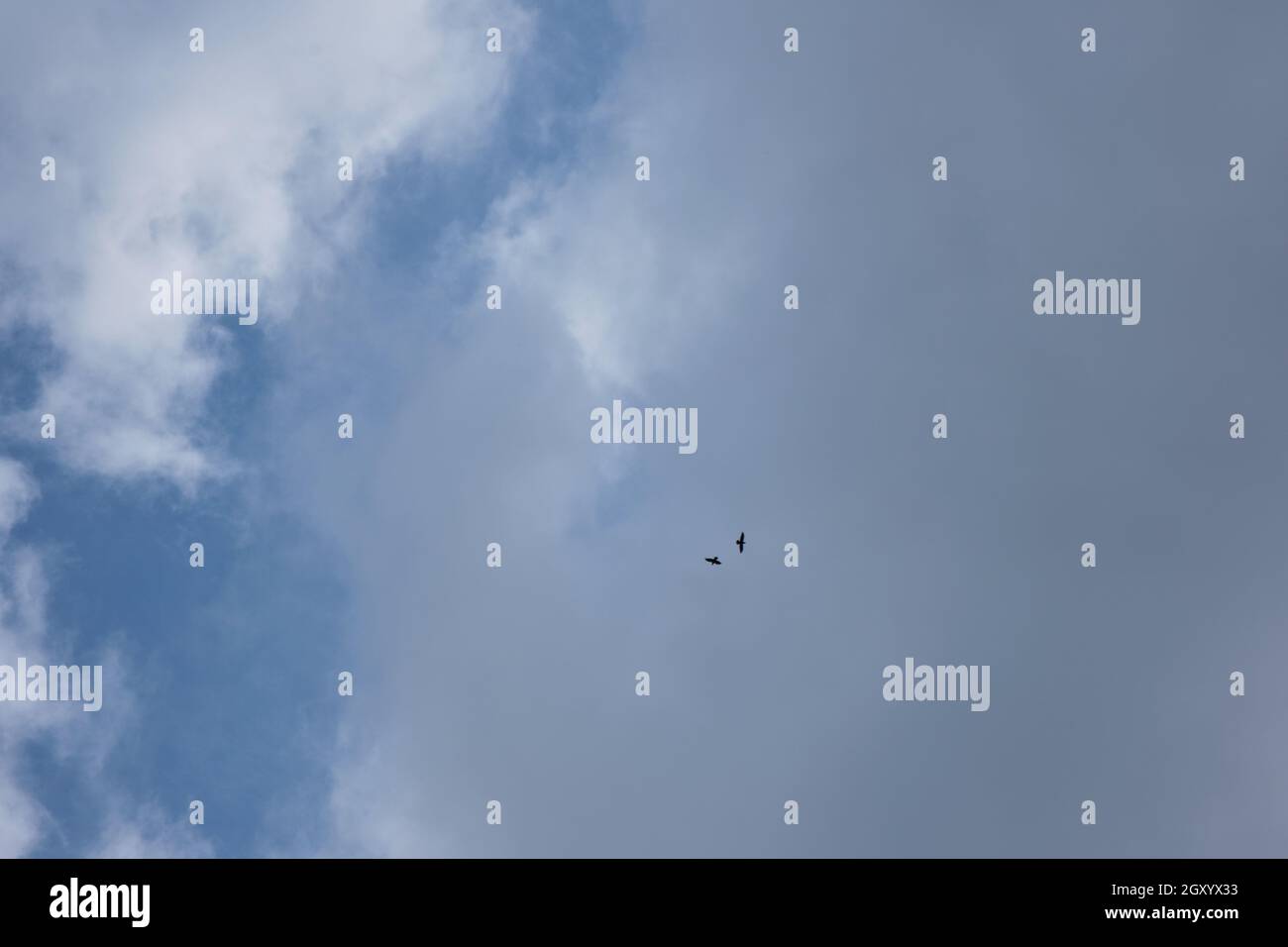 Pair of hawks in flight with clouds. I shoot natural light in the morning. Stock Photo