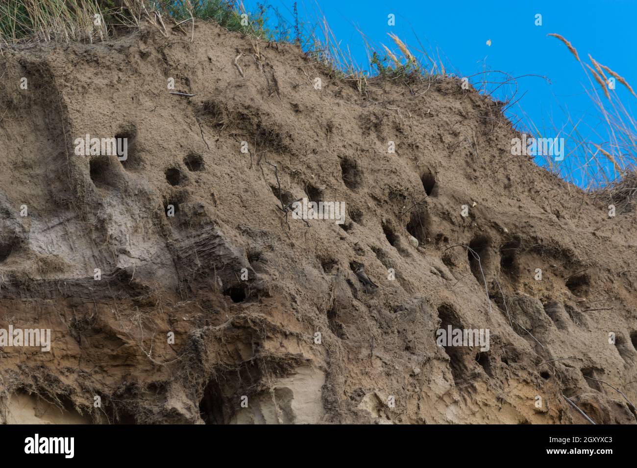 Swallows for swallows on the cliffs of Ahrenshoop city on the Baltic Sea peninsula Darss in Germany in summer. Stock Photo
