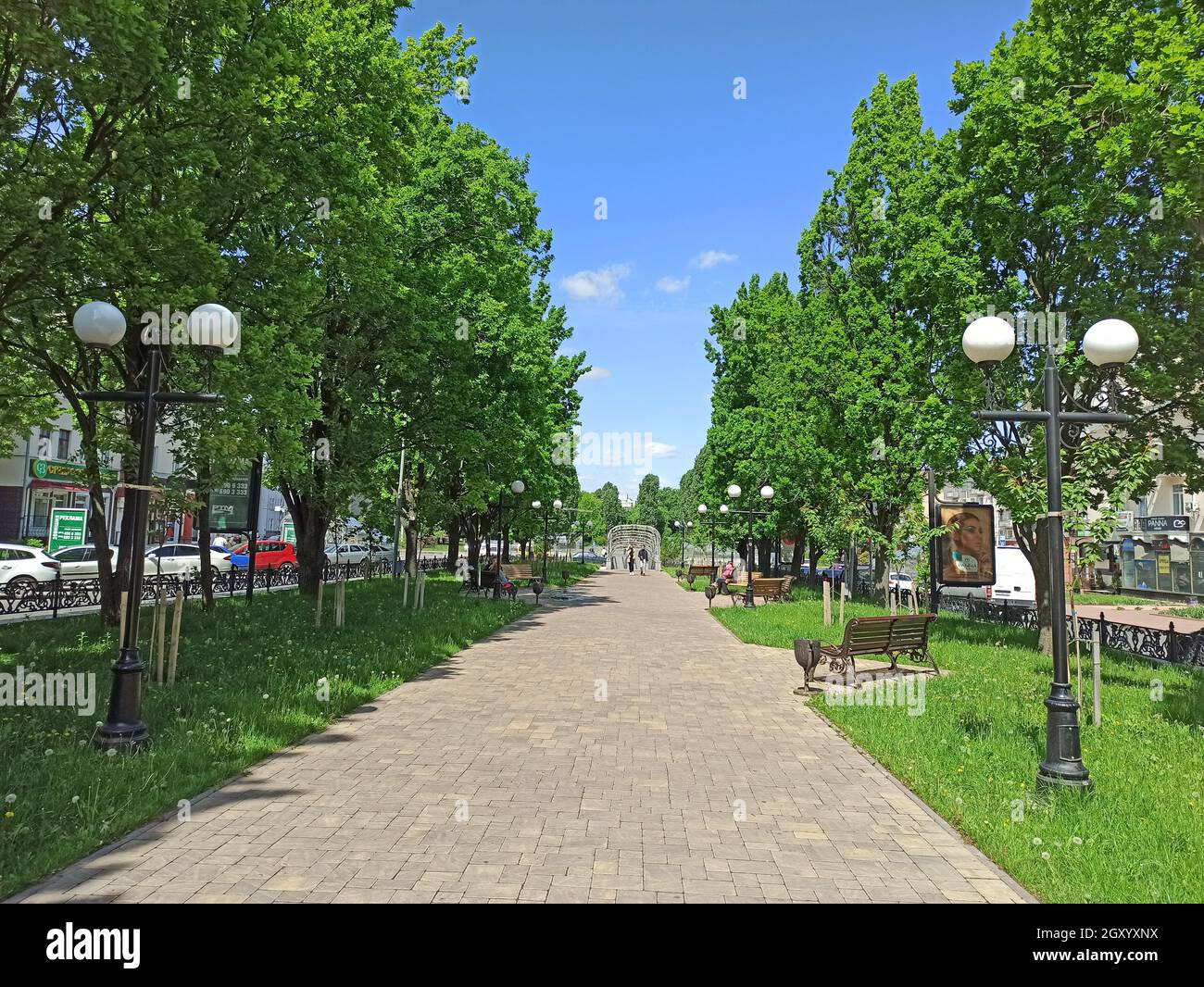 Summer city park with pathway benches and green trees. Trees in green ...
