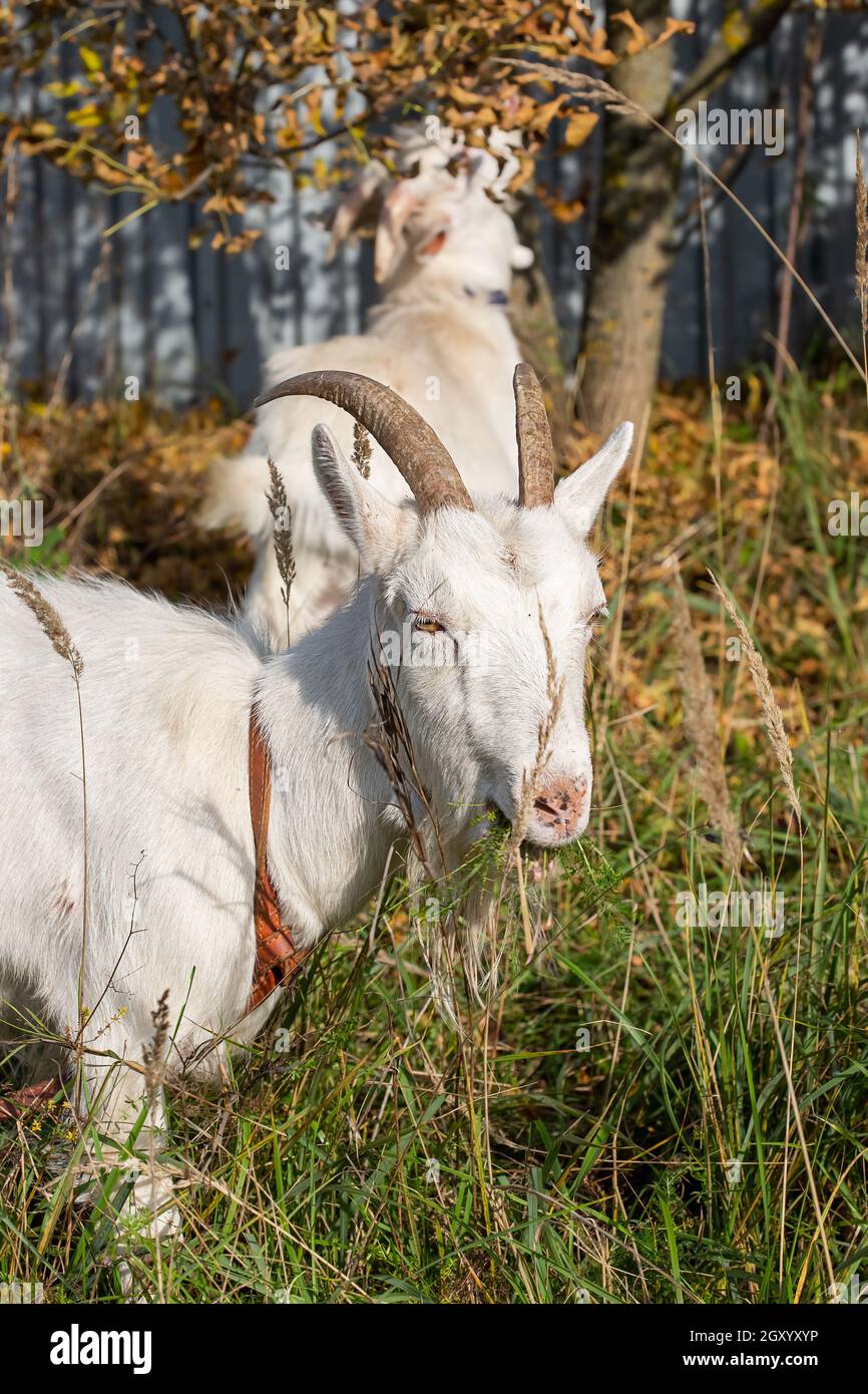 White little goat looking at the camera in the village autumn time. Stock Photo