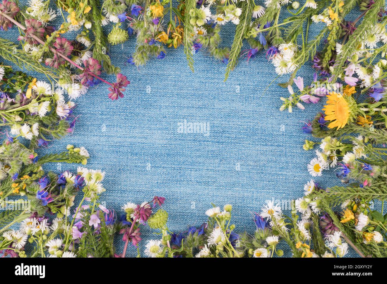 Top view beautiful wildflowers hi-res stock photography and images - Alamy