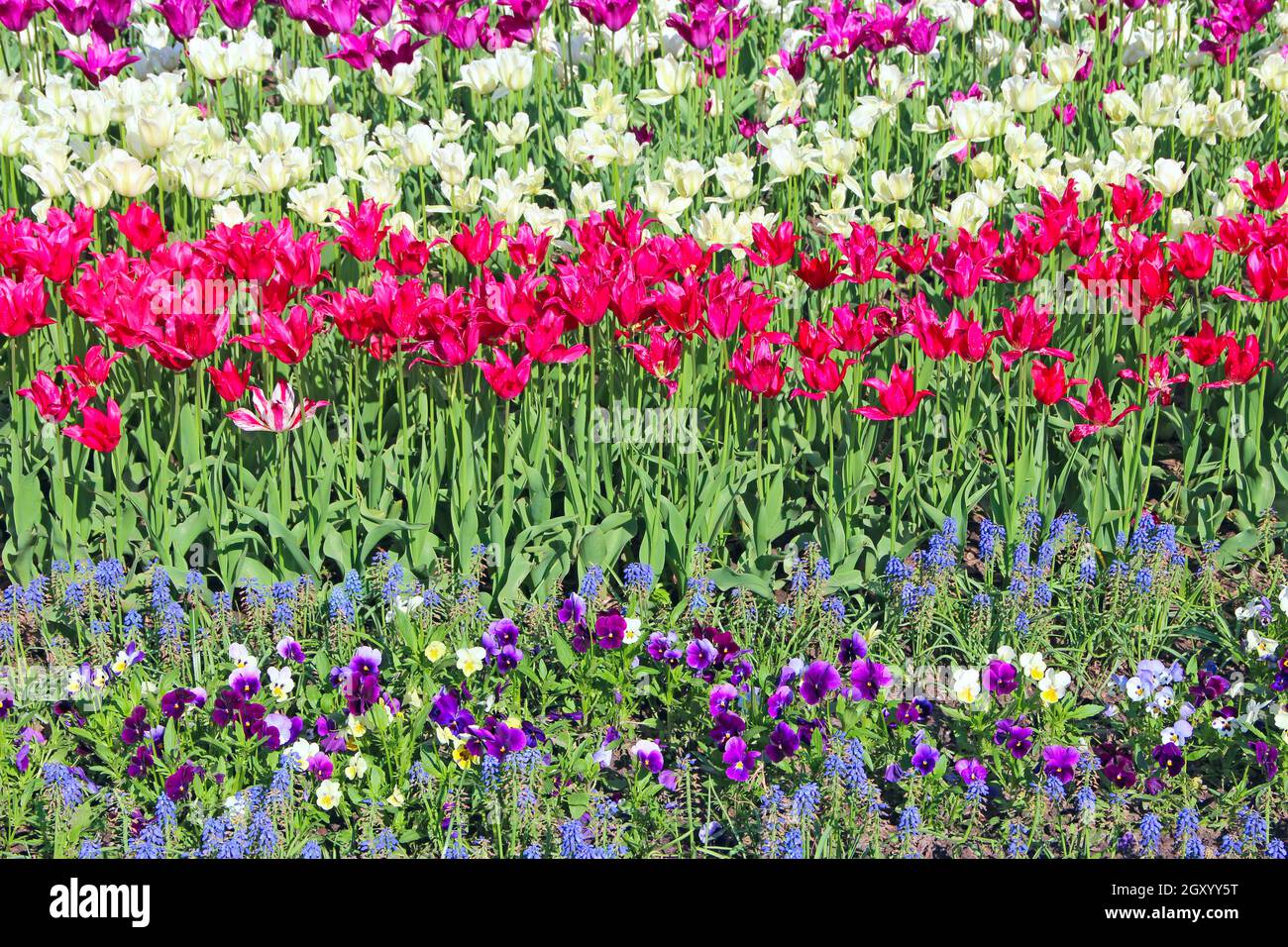 lilac red and white tulips on flower bed in city. Springtime garden ...