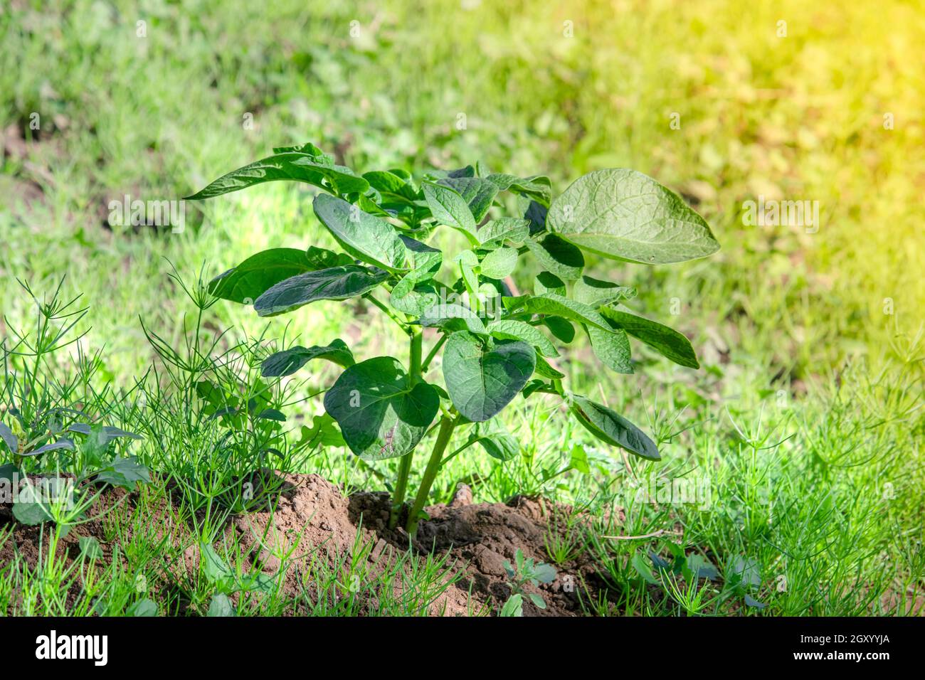 Close-up of Organic Improved Thai Hybrid Variety small potato plant growing in potato vegetable field with creative light effect blur background of na Stock Photo