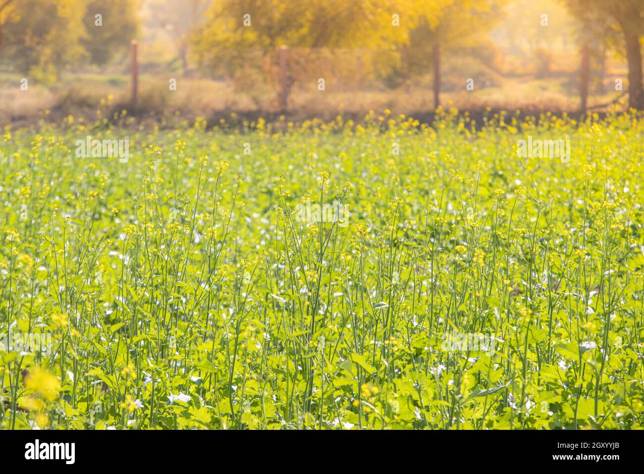 Close-up of Mustard crop growing in mustard field in rural area of India with creative light effect blur background of nature Stock Photo