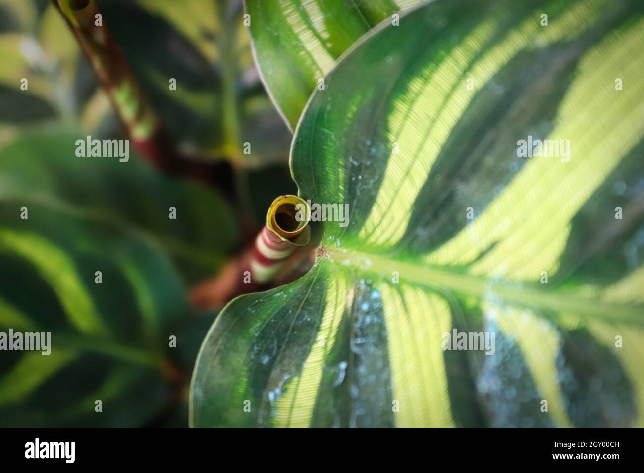 The curled up new leaf on a Calathea plant. Stock Photo