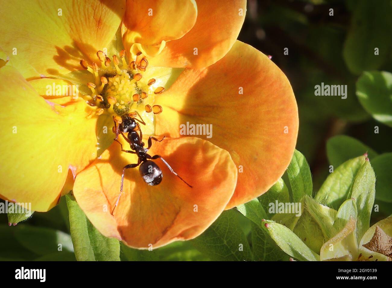 Macro of an ant on a potentilla blossom. Stock Photo