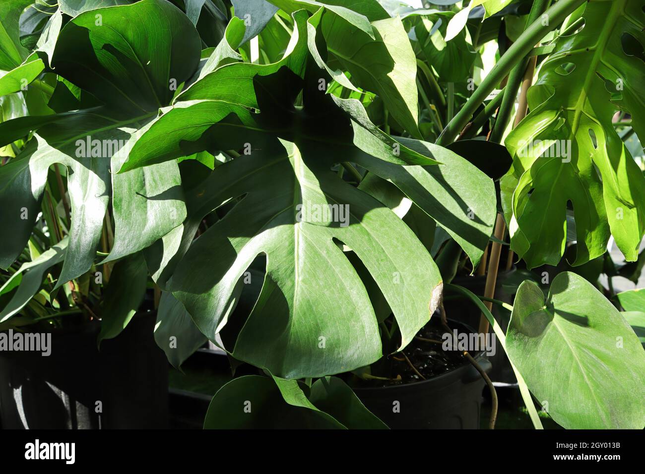 plants vs zombies ps3 Plants vs Zombies Garden Warfare PlayStation 3 main image 0