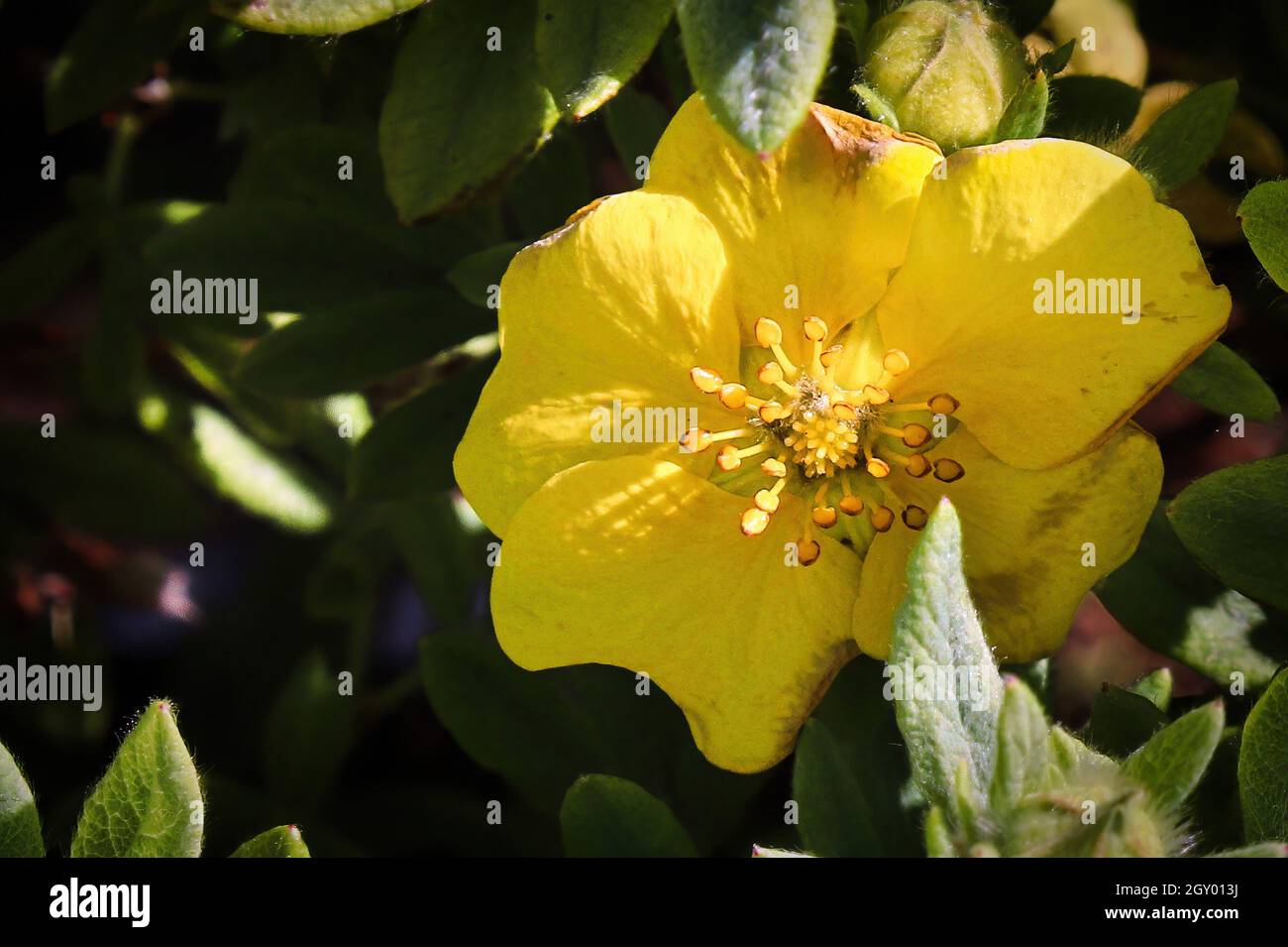 Macro of yellow potentilla shrub flowers in summer. Stock Photo