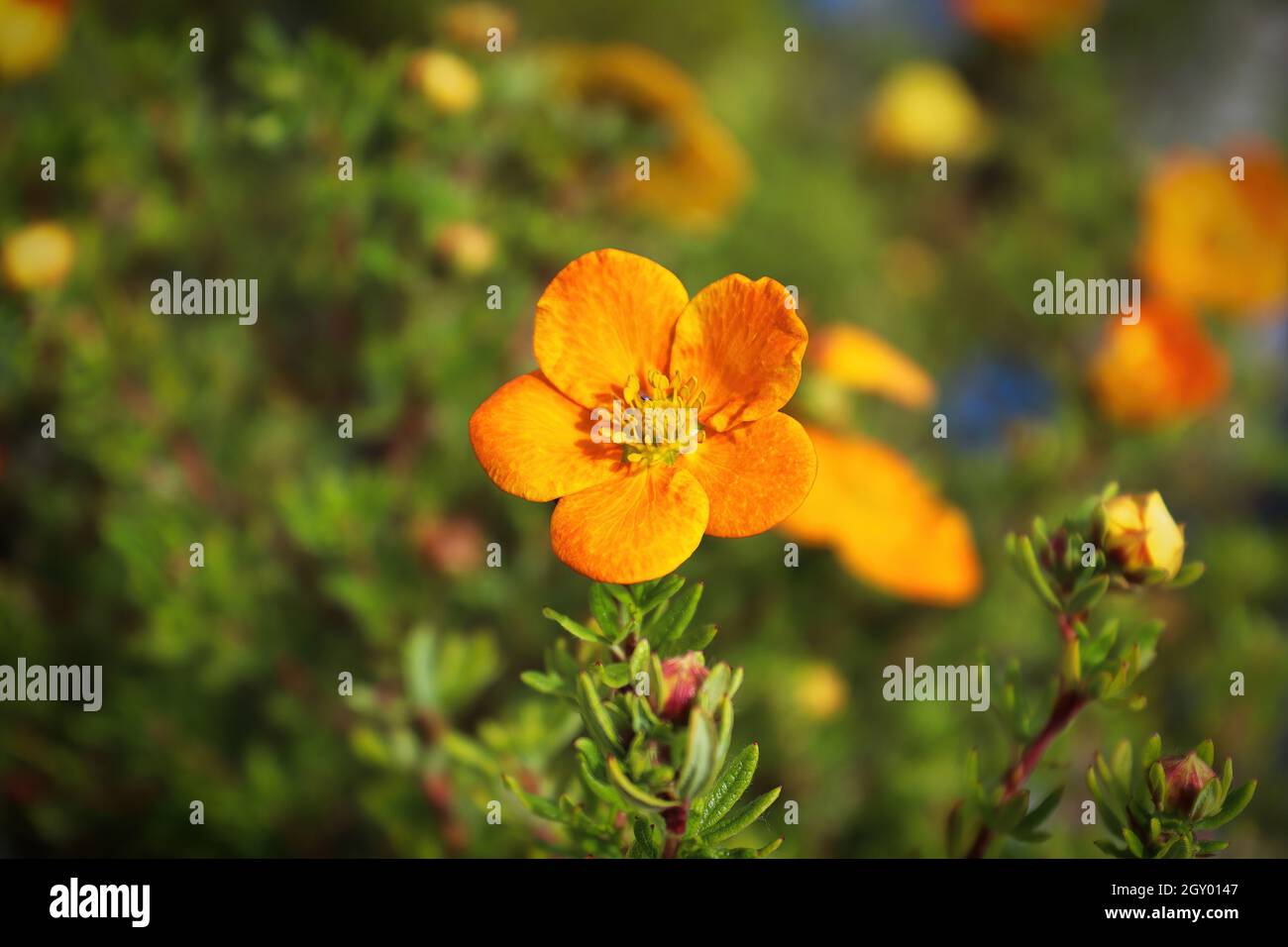 Closeup of orange potentilla shrub flowers in summer. Stock Photo