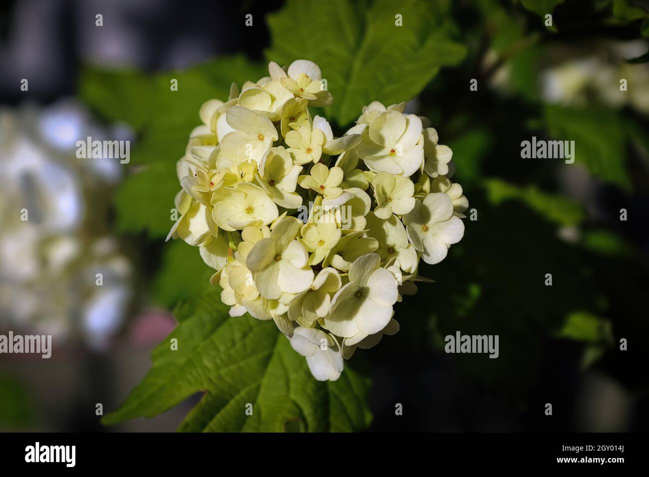 Closeup of flowers on a cranberry snowball shrub. Stock Photo