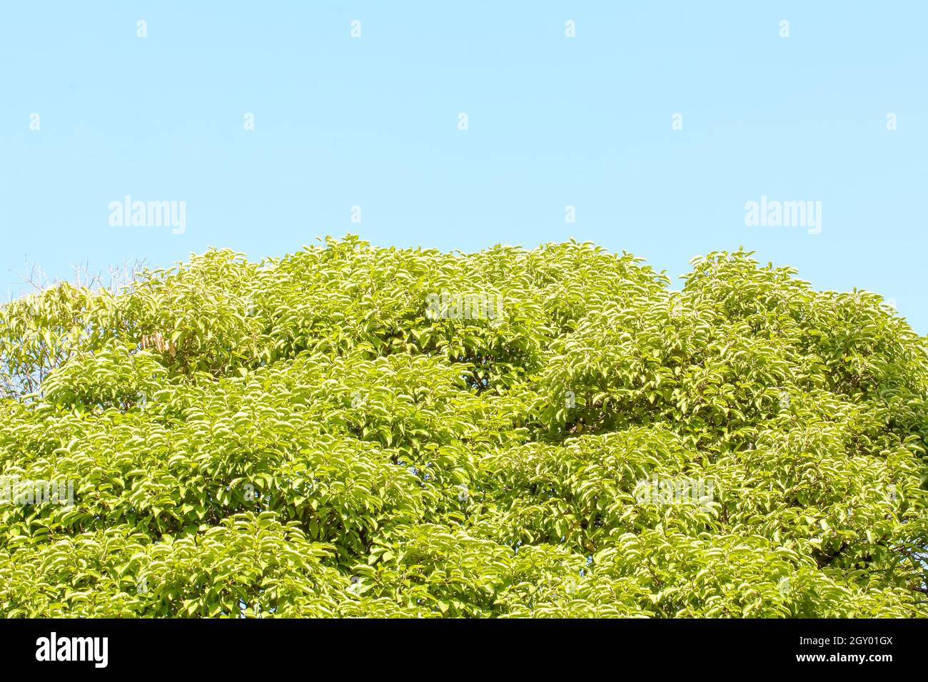 The green tree leaf in the blue sky background Stock Photo - Alamy