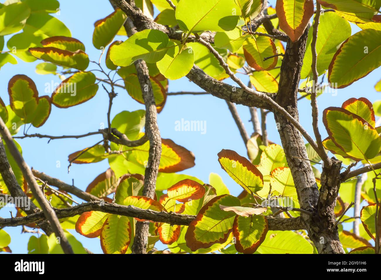 The green tree leaf in the blue sky background Stock Photo - Alamy