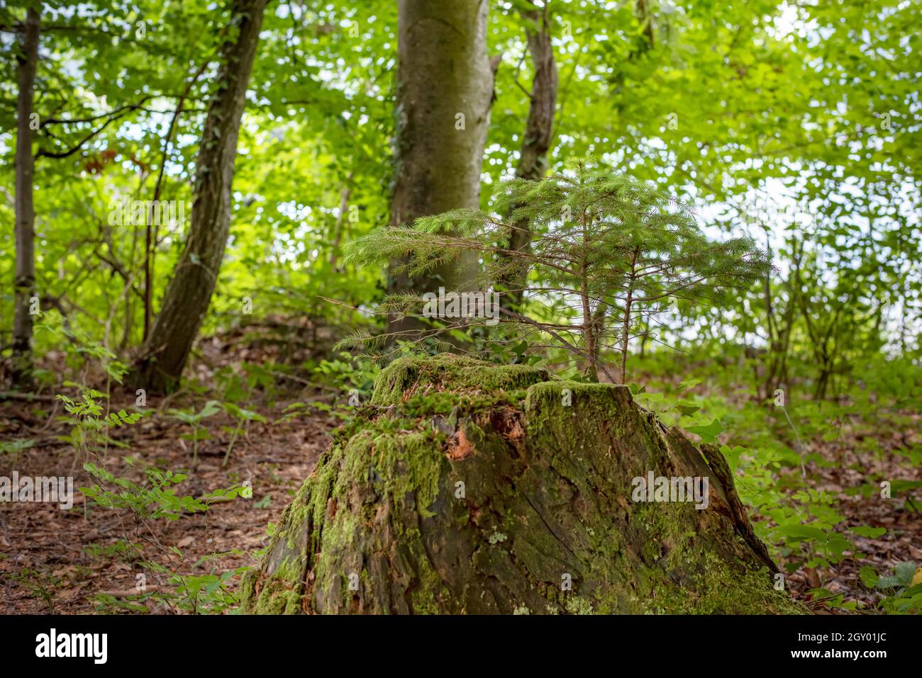 Moss on a tree  trunk  in the forest. Stock Photo