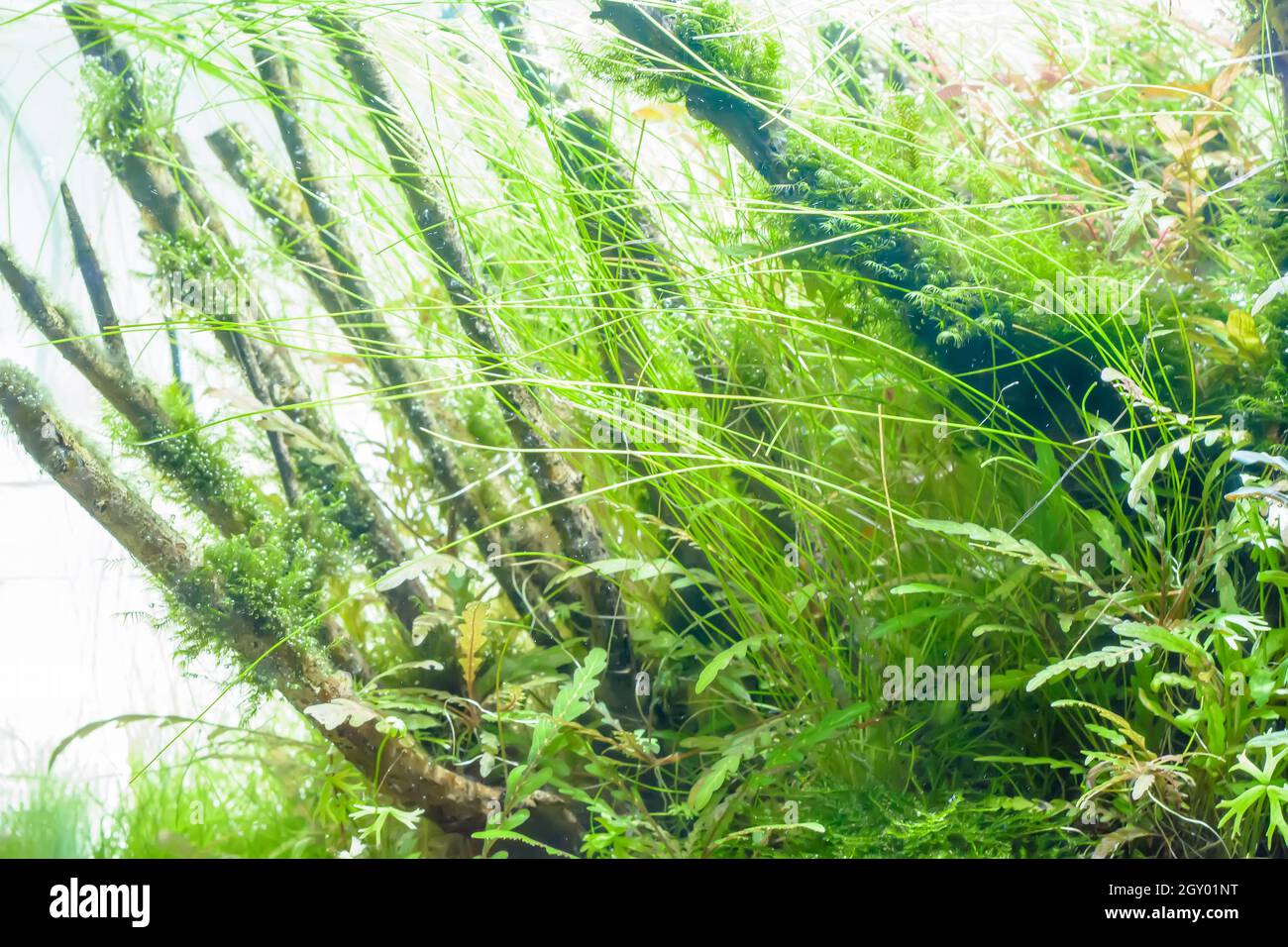 Aquatic plants aquarium oxygen hi-res stock photography and images - Alamy