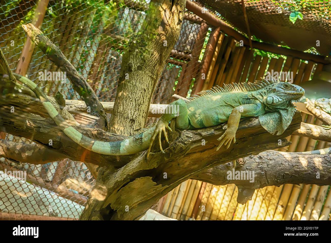 Green Iguana on the tree in a forest model. Stock Photo
