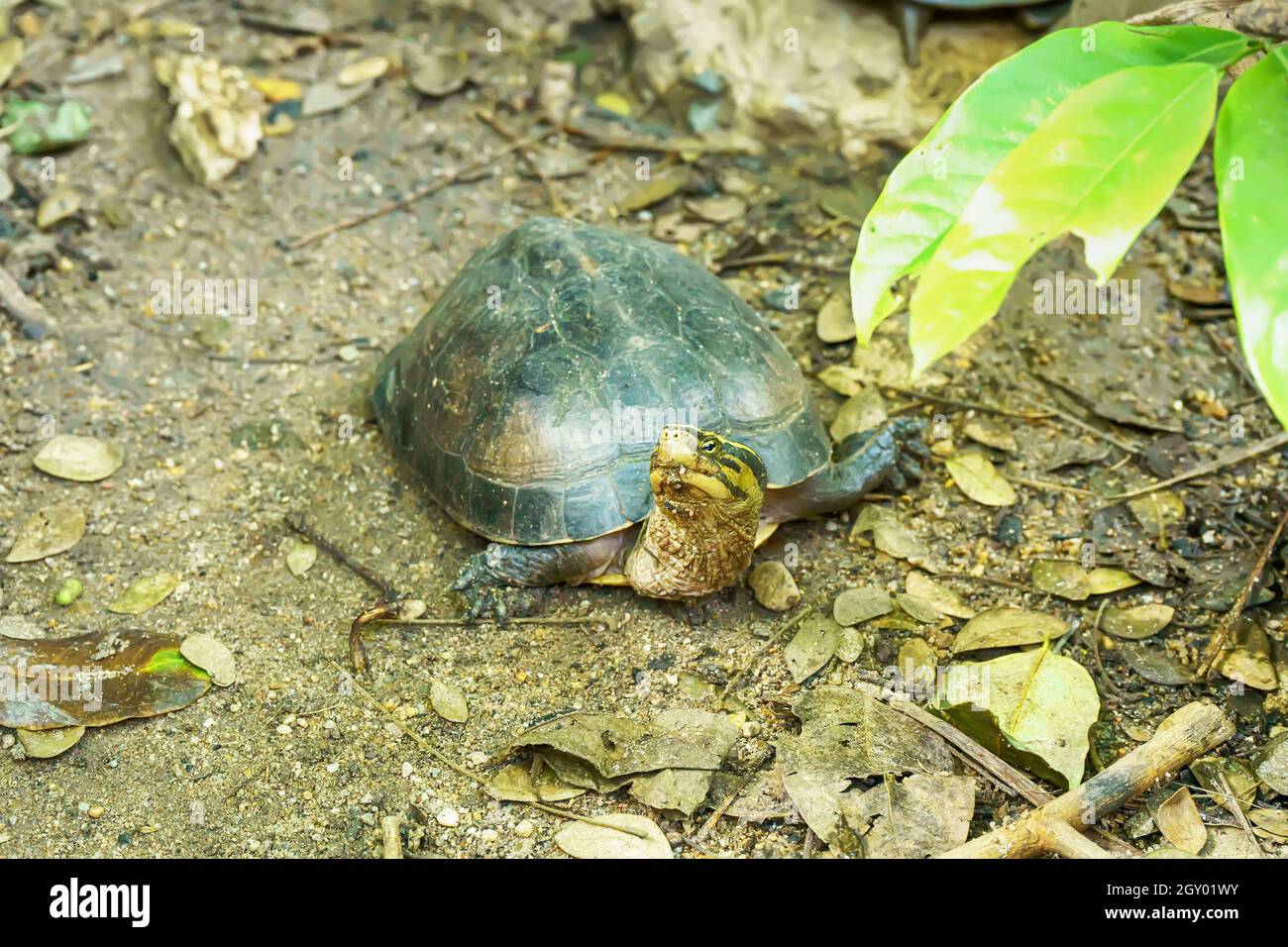 Chinese stripe-necked turtle on the ground in the forest Stock Photo