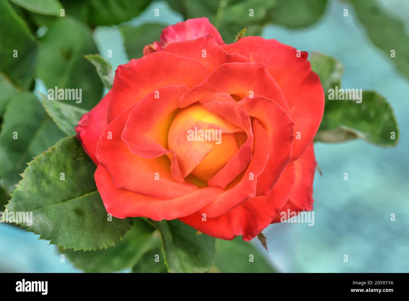 The rose is the flower represents love. Its on a nature background