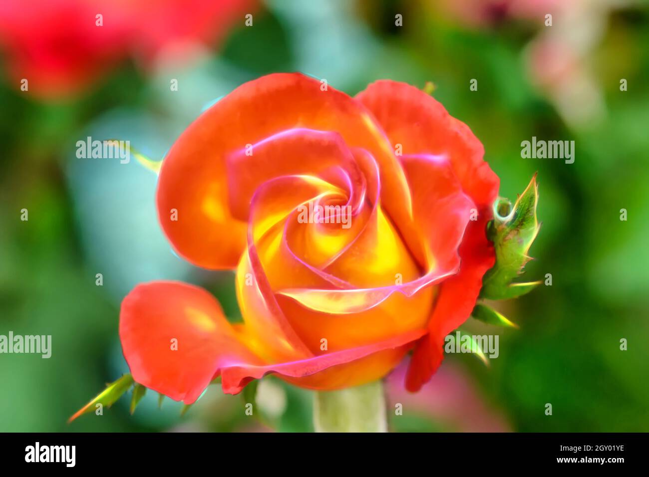 The rose is the flower represents love. Its on effect glow wire Stock