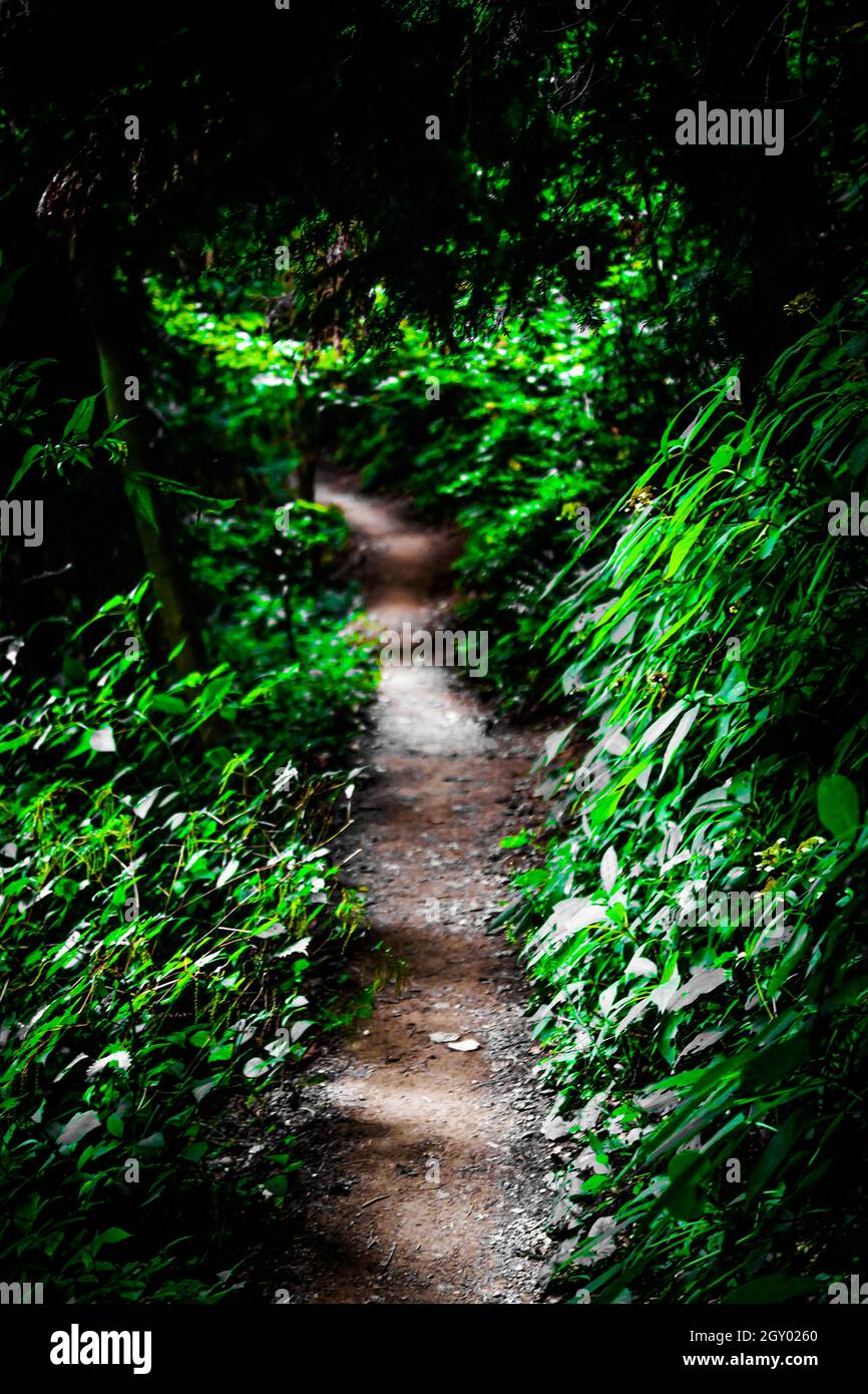 Of forest was dense image (Takao). Shooting Location: Hachioji, Tokyo Stock Photo