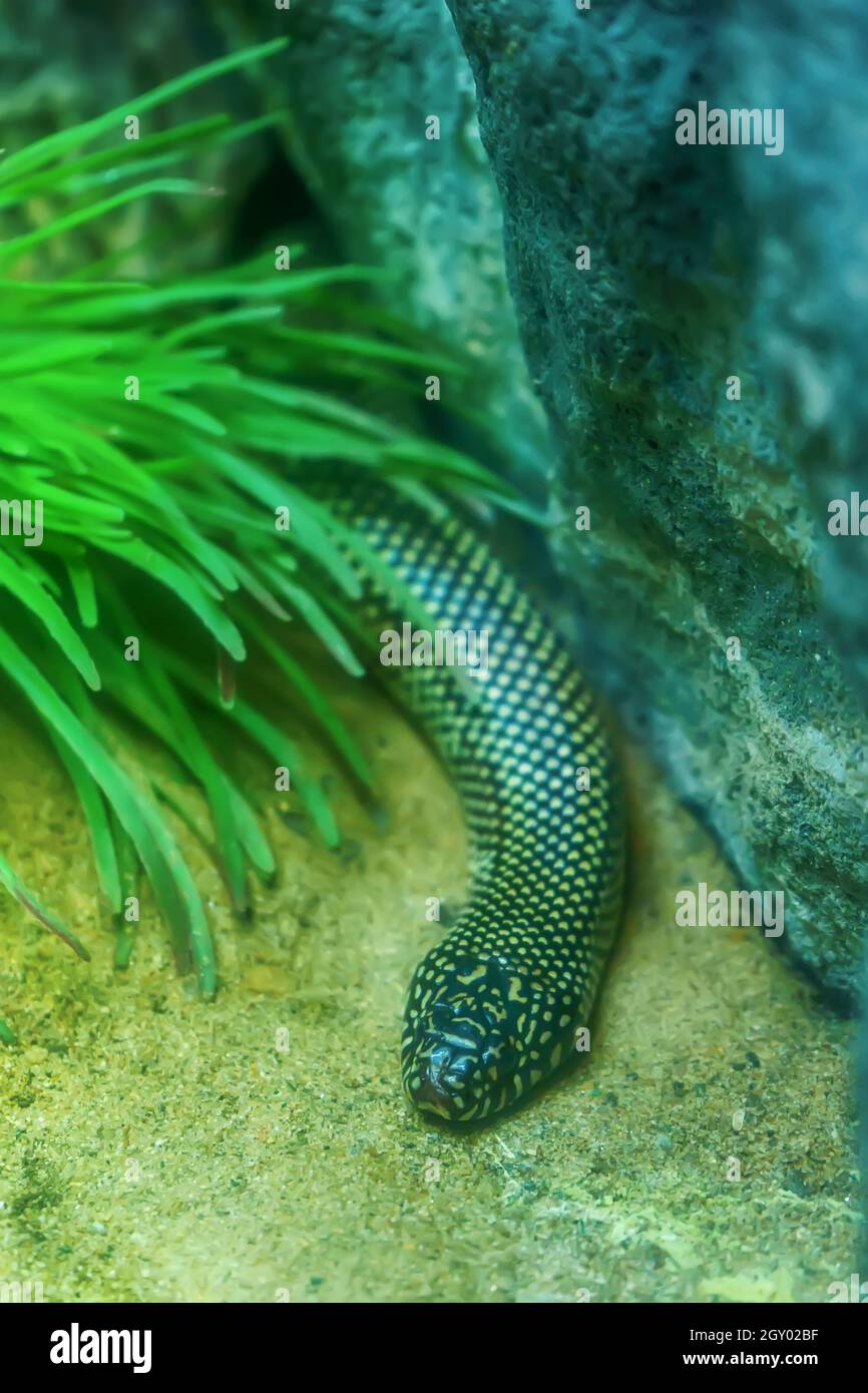Desert kingsnake is creeping on the sand Stock Photo - Alamy