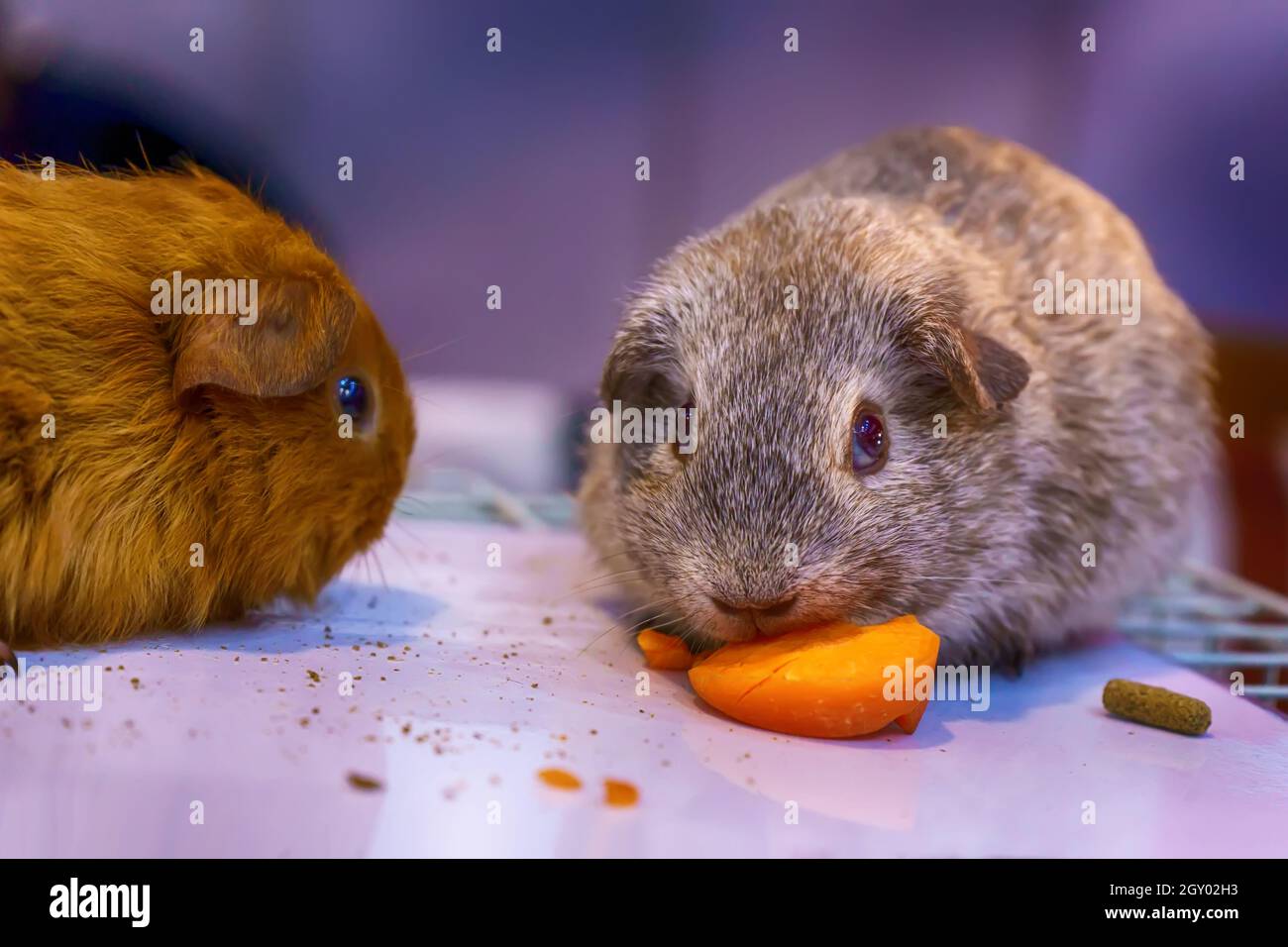 Guinea pig or domestic guinea pig, also known as cavy. It on the cage